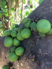 Ficus tremula