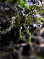 Dictyocatenulata alba