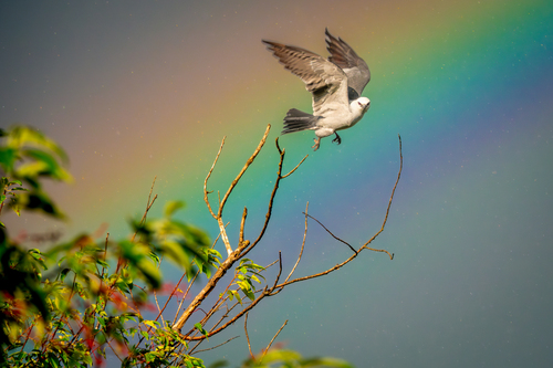 Mississippi Kite photographed in Kansas