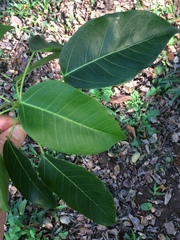 Ficus tremula