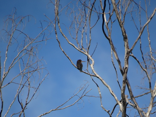 Brown Jacamar