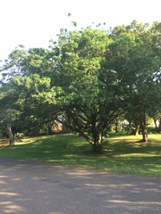 Ficus tremula