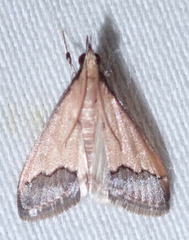 Pseudonoorda rubricostalis