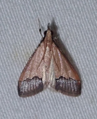 Pseudonoorda rubricostalis