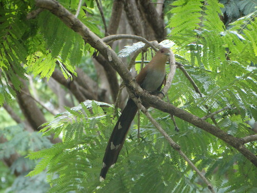 Common Squirrel-Cuckoo