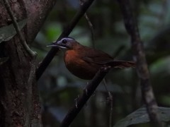 Pellorneum capistratum