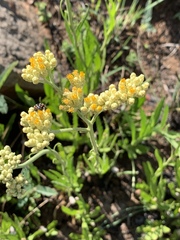 Helichrysum acutatum