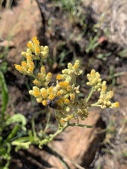 Helichrysum acutatum