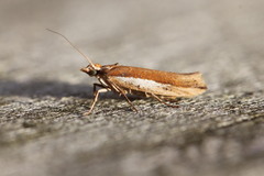 Ypsolopha parenthesella