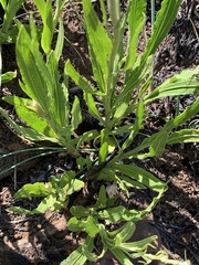 Helichrysum acutatum