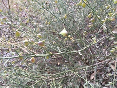 Daviesia physodes