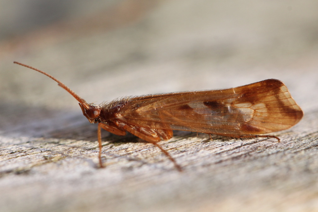 Cinnamon Sedge, photo 1 of 10