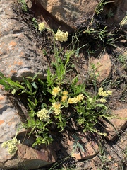 Helichrysum acutatum