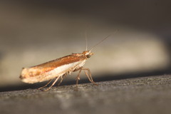 Ypsolopha parenthesella