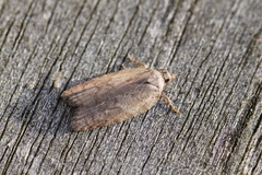 Acleris sparsana