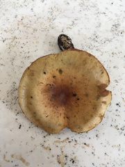 Gymnopilus sapineus