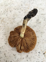 Gymnopilus sapineus