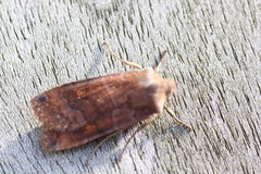 Eupsilia transversa