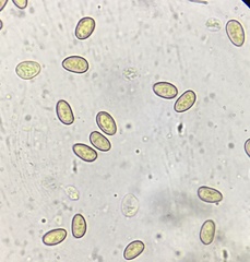 Gymnopilus sapineus