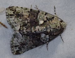 Blenina squamifera