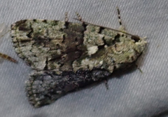 Blenina squamifera