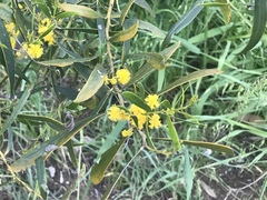 Acacia rostellifera, photograph Ann Bentley, CC BY, iNaturalist via GBIF