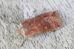 Eupsilia transversa