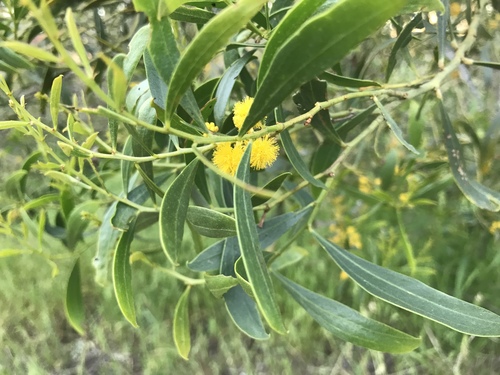 Acacia rostellifera, photograph 5