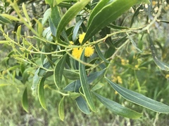 Acacia rostellifera, photograph Ann Bentley, CC BY, iNaturalist via GBIF