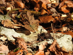 Pararge aegeria tircis