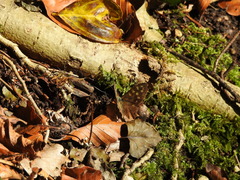 Pararge aegeria tircis