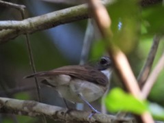 Malacopteron magnirostre