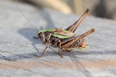 Metrioptera brachyptera