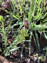 Polygala gracilenta
