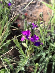 Polygala gracilenta
