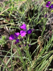 Polygala gracilenta