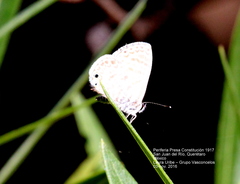 Leptotes