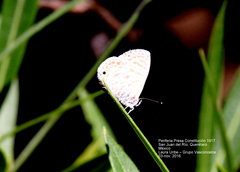 Leptotes