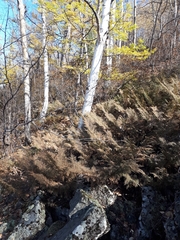 Microbiota decussata