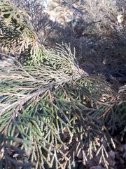 Microbiota decussata