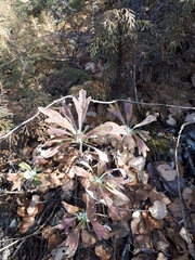Artemisia lagocephala