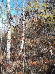 Rhododendron sichotense