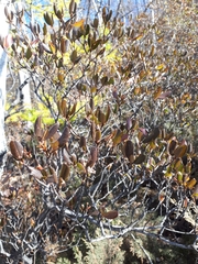 Rhododendron sichotense