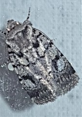 Thoracolopha flexirena