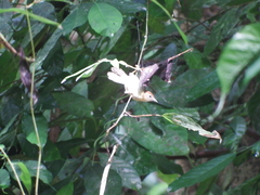 Cyanoderma rufifrons