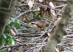 Pomatorhinus schisticeps