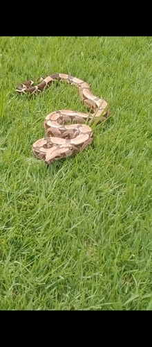 Boa Constrictor