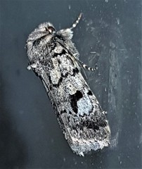 Thoracolopha flexirena