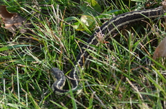Thamnophis sirtalis semifasciatus