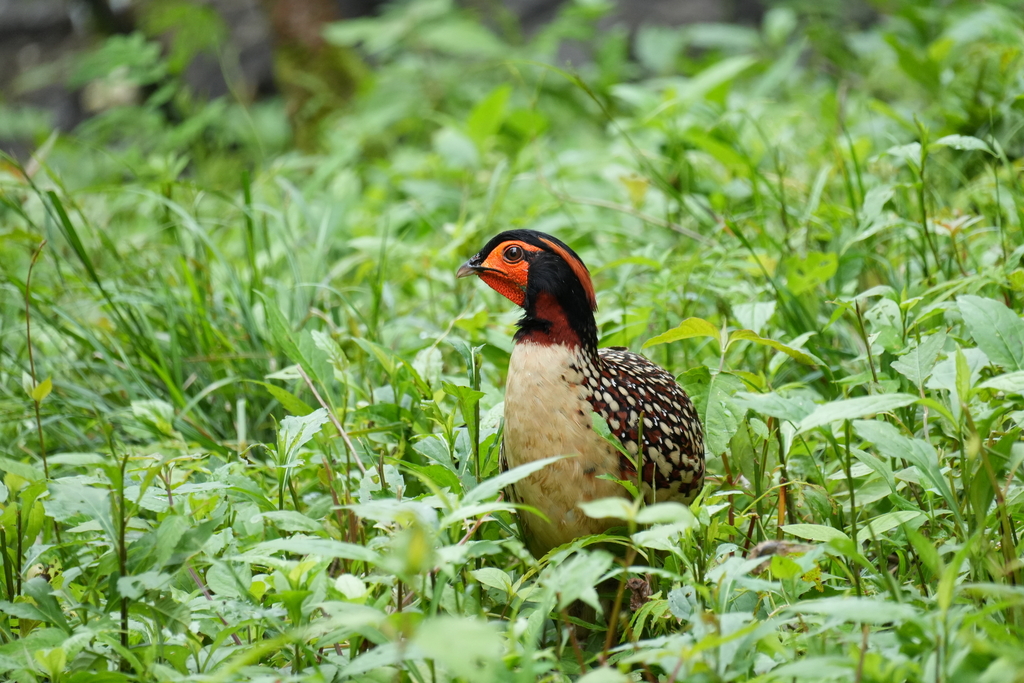 Cabot's Tragopan (Tragopan caboti) photo